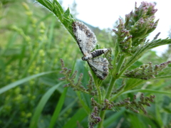 Eupithecia succenturiata