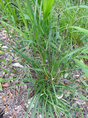 Carex lambertiana