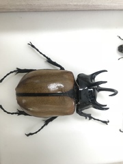 Eupatorus gracilicornis