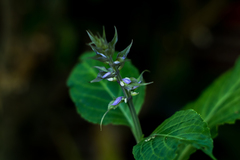 Salvia divinorum