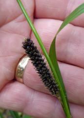 Carex lambertiana