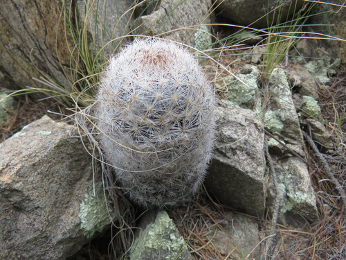 Big Bend Foxtail Cactus (Escobaria dasyacantha)