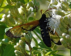 Isanthrene perboscii