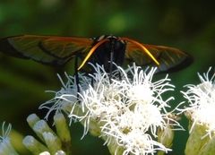 Isanthrene perboscii