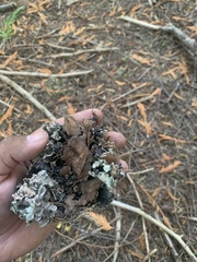 Platismatia wheeleri