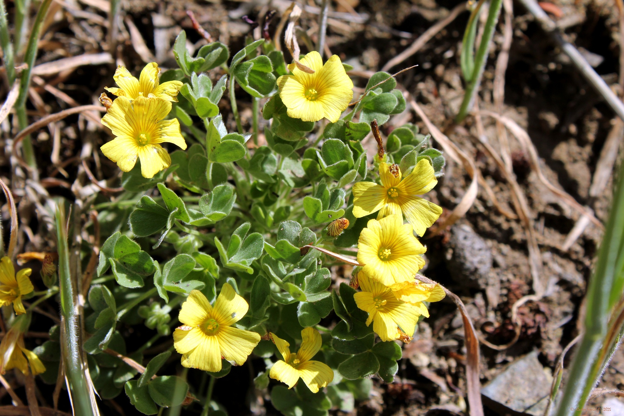 Oxalis cinerea Zucc.