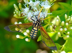 Isanthrene perboscii