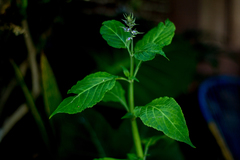 Salvia divinorum