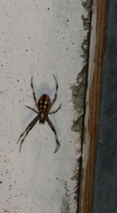 Araneae
