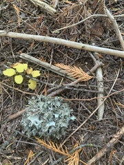 Platismatia wheeleri