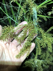 Cyperus exaltatus