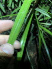 Cyperus exaltatus