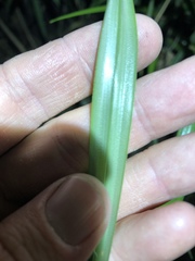 Cyperus exaltatus