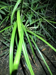 Cyperus exaltatus