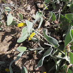 Acacia humifusa