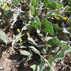 Acacia humifusa