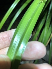 Cyperus exaltatus
