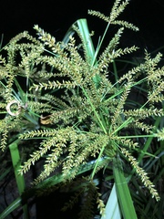 Cyperus exaltatus