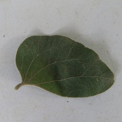 Acacia humifusa