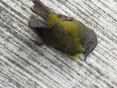 Leiothlypis ruficapilla