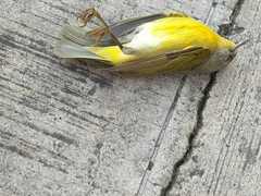 Leiothlypis ruficapilla