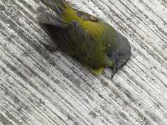 Leiothlypis ruficapilla