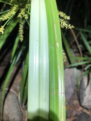 Cyperus exaltatus