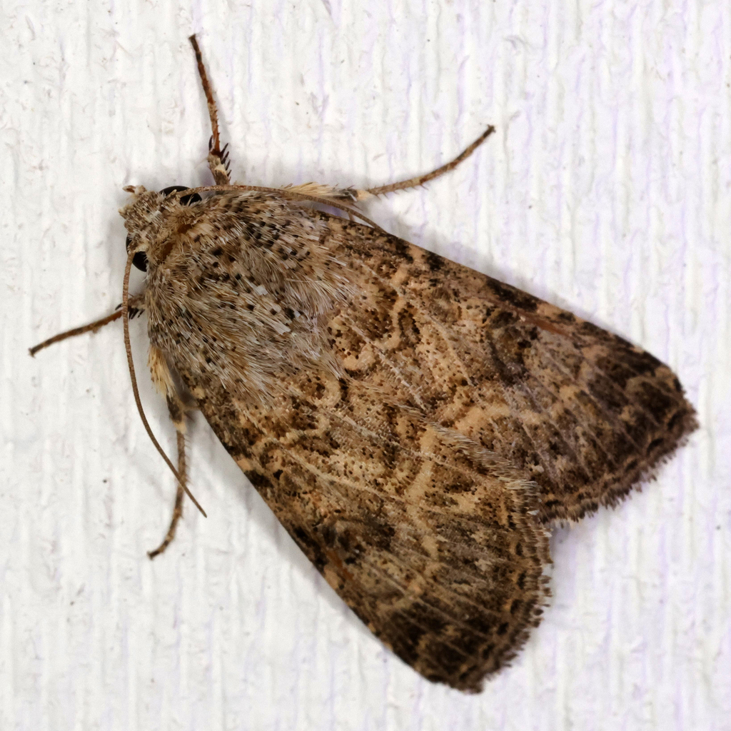 Schinia cupes