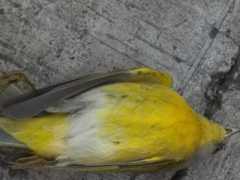 Leiothlypis ruficapilla