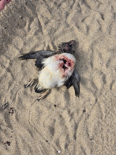 Atlantic Puffin photographed in Massachusetts