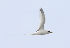 Phaethon lepturus dorotheae