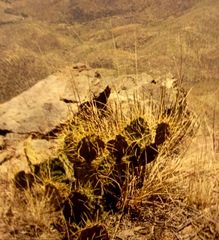 Opuntia chisosensis