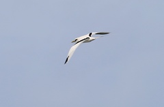 Phaethon lepturus dorotheae