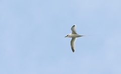 Phaethon lepturus dorotheae