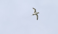 Phaethon lepturus dorotheae