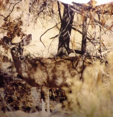Odocoileus virginianus carminis