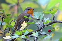 Erithacus rubecula
