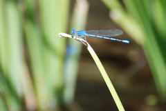 Argia agrioides