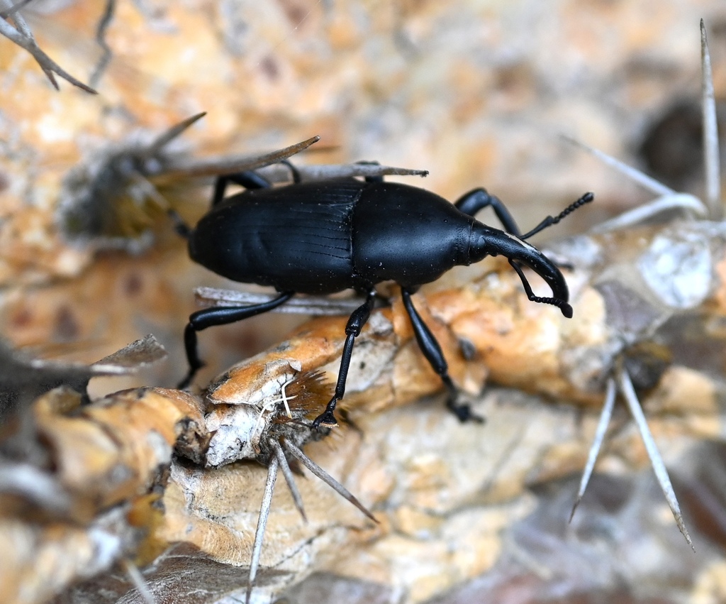 Cactus Weevil