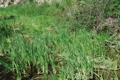 Argia agrioides