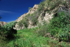 Argia agrioides