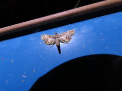 Hydriris
