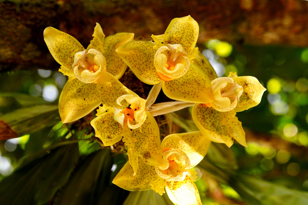 Stanhopea wardii; photograph (c) fede2cr, some rights reserved (CC BY)