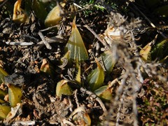 Haworthia mirabilis