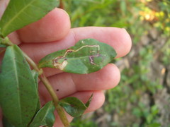 Liriomyza chenopodii