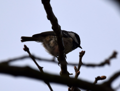 Periparus ater britannicus