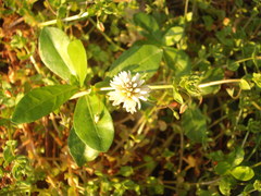 Liriomyza chenopodii
