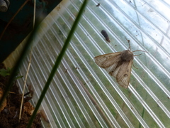 Orthosia gracilis
