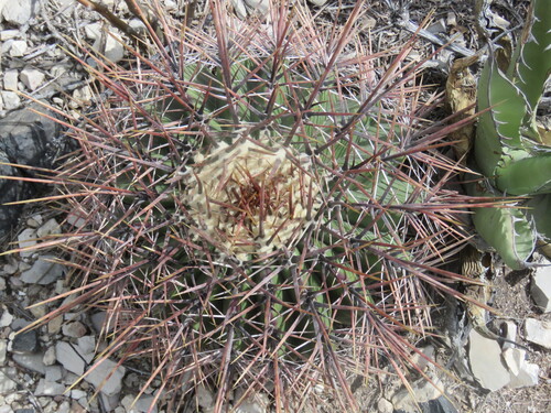 Echinocactus platyacanthus
