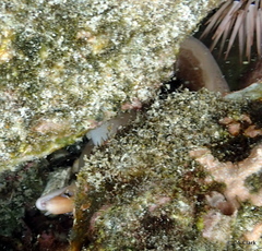 Gymnothorax melatremus
